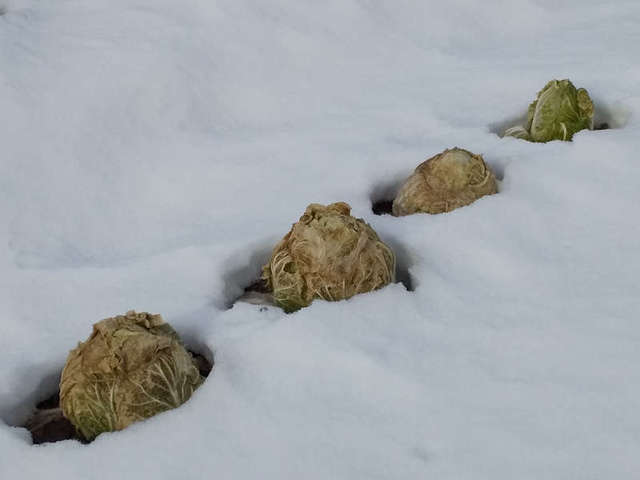 06_ハクサイ_20230107_DSC_0007.JPG
