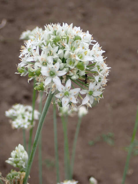 ニラの花1_P8100996_S.jpg